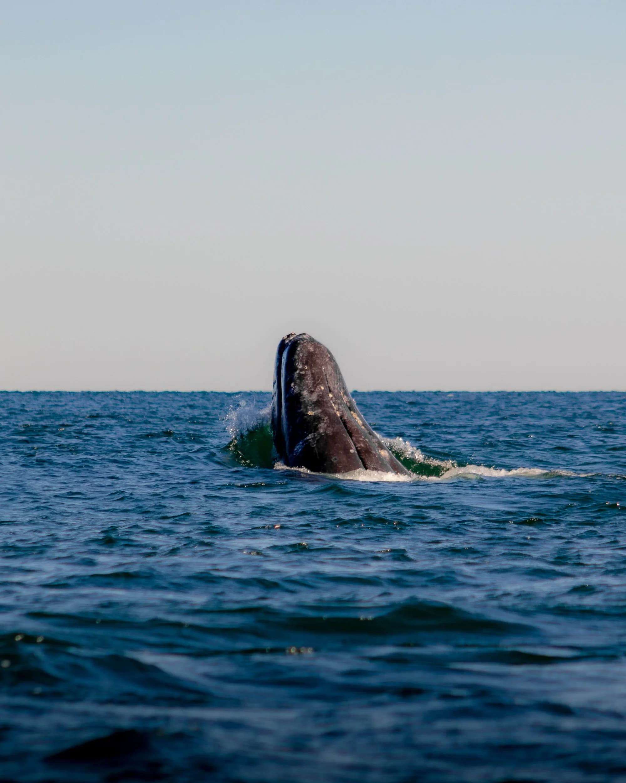 Ballenas: Majestuosos Titanes del Mar de Lanzarote slider thumbnail 2