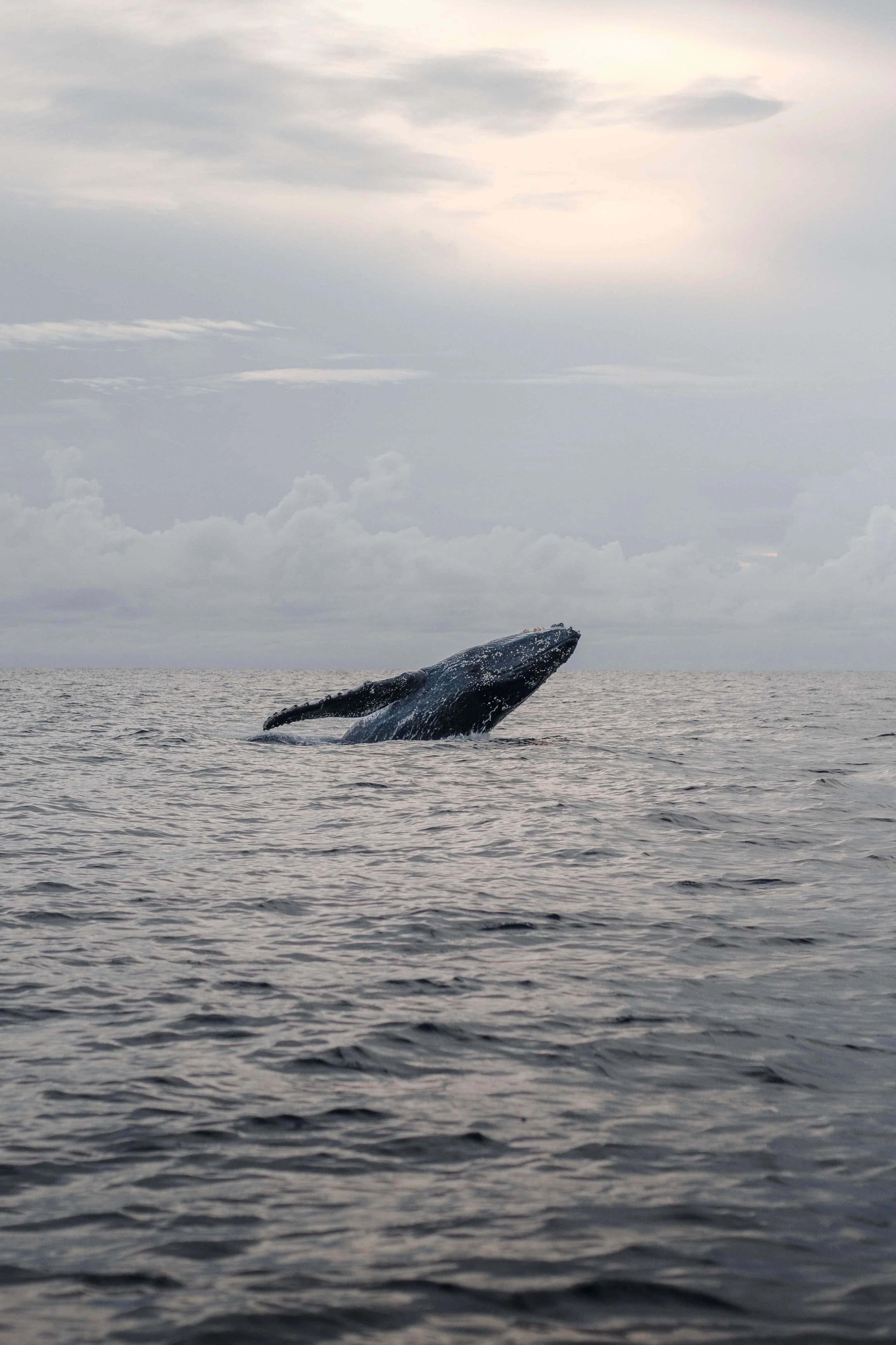 Ballenas: Majestuosos Titanes del Mar de Lanzarote slider thumbnail 4