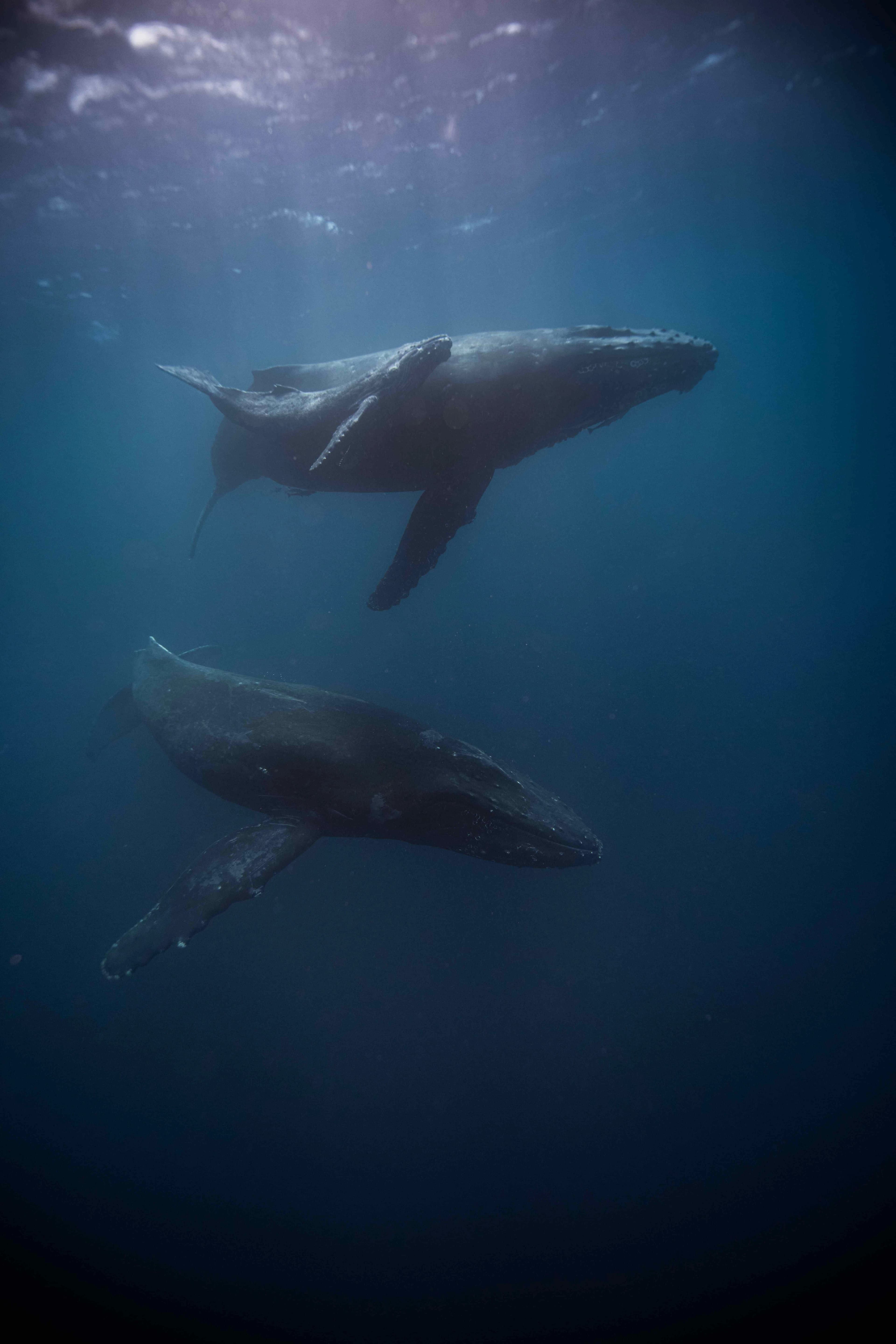 Ballenas: Majestuosos Titanes del Mar de Lanzarote slider thumbnail 5