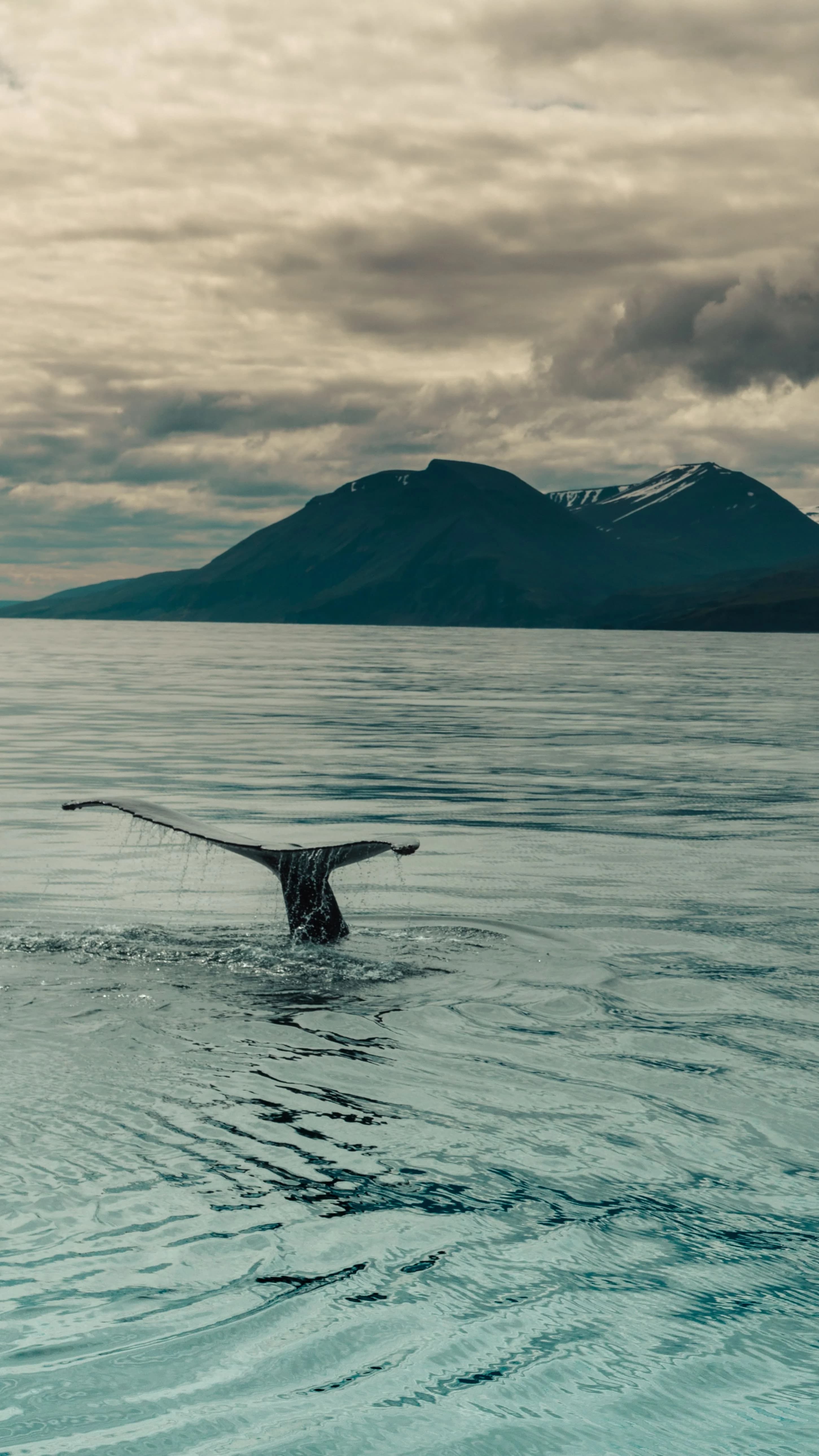 Ballenas: Majestuosos Titanes del Mar de Lanzarote slider thumbnail 6